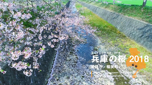 Vol.12 【兵庫の桜 2018】
